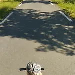 Domaine Des Cerisiers - Piste Cyclable Reliant Honfleur - Parking Prive - Grand Jardin *