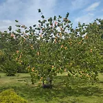 Domaine Des Cerisiers - Piste Cyclable Reliant Honfleur - Parking Prive - Grand Jardin *